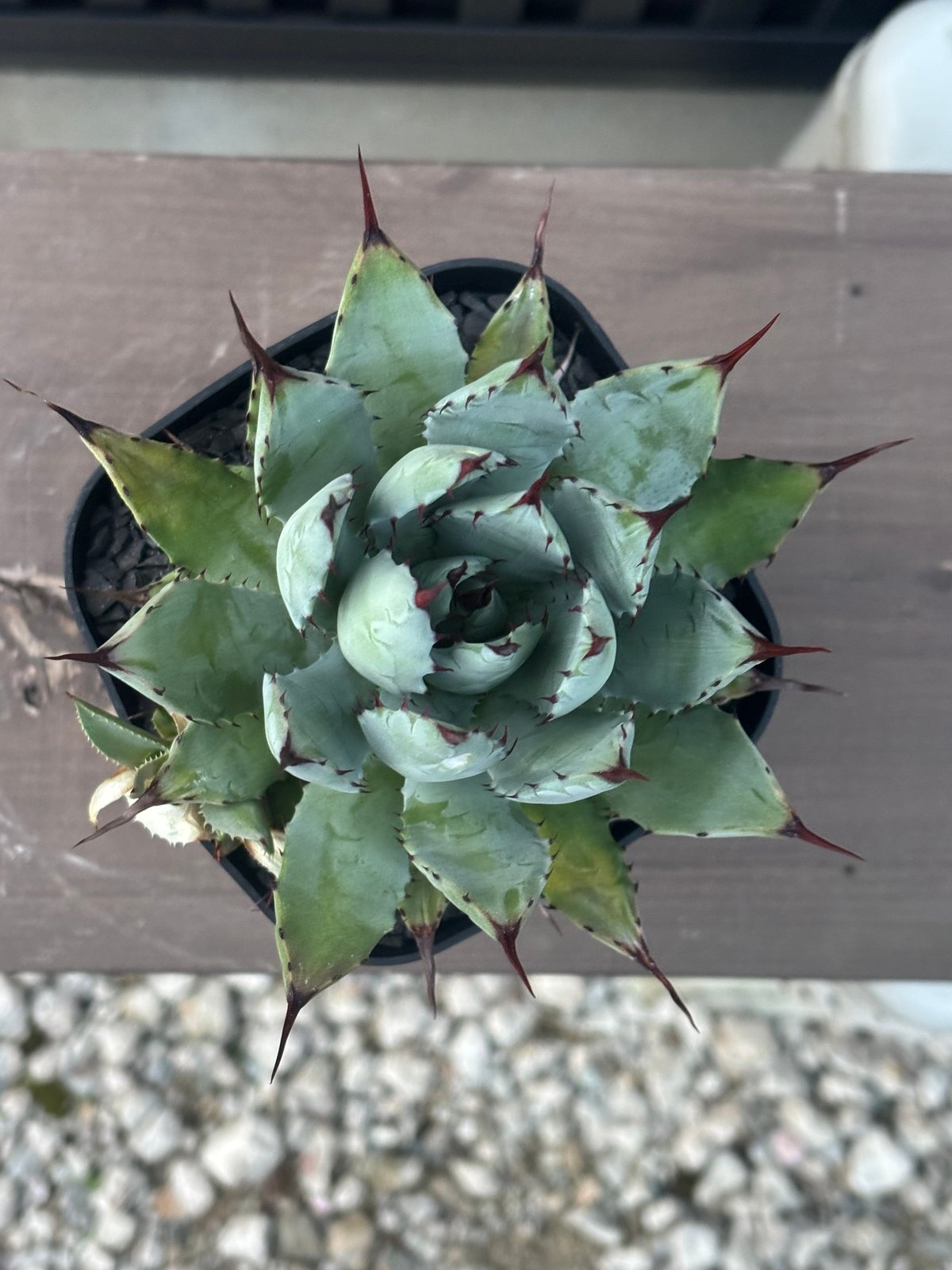 Agave hybrid macroacantha×isthmensis | ever_plants