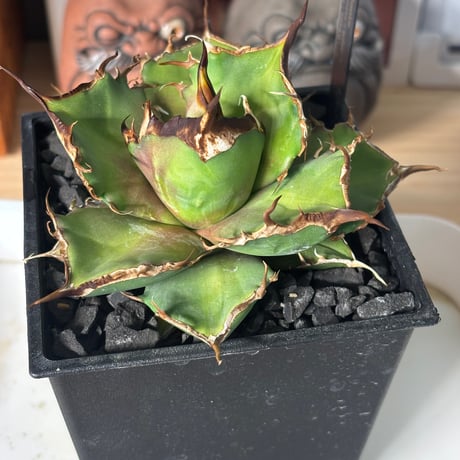 Agave titanota"狂鬥牛