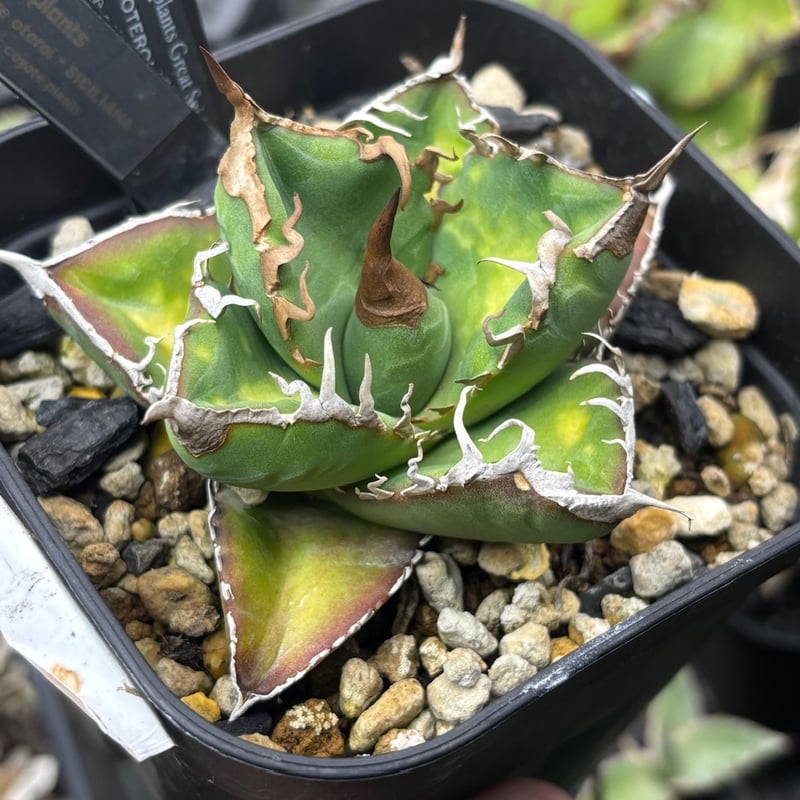 Agave oteroi Coyote シチリアーナ 特別SALE中】coyote産 Agave oteroi