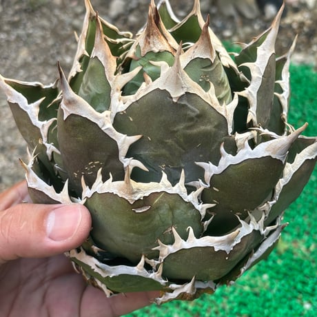 Agave titanota"shark6-83SH1