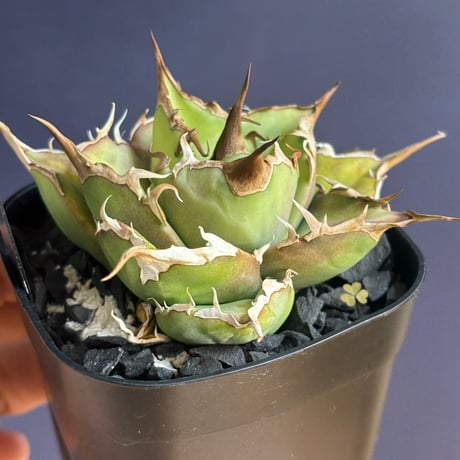【特別SALE中】GALAXY産　Agave titanota"Griffin（5-91GS6）
