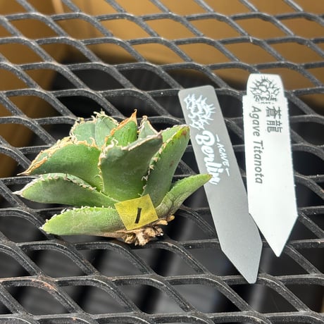 【Berlin産】Agave titanota"蒼龍1