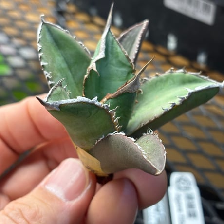【Berlin産】Agave titanota"緑幽霊1