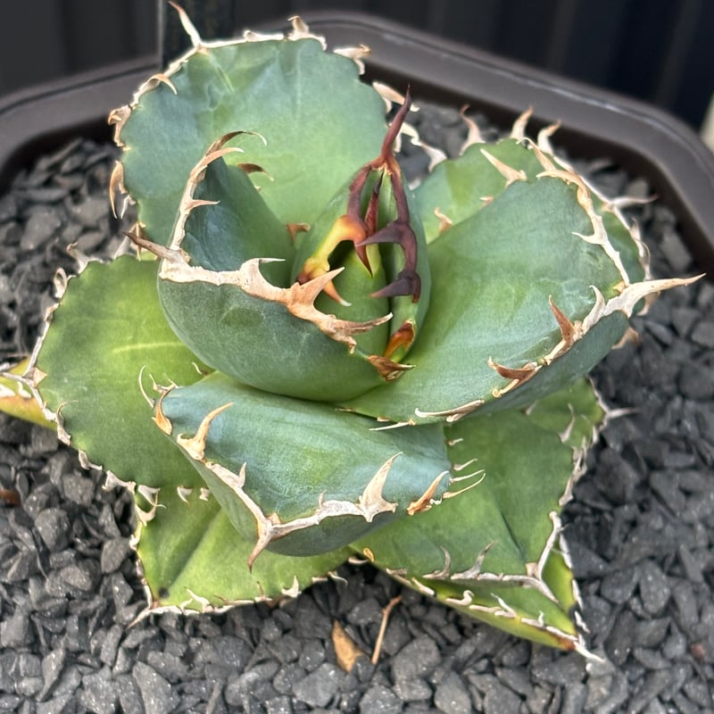 Agave titanota