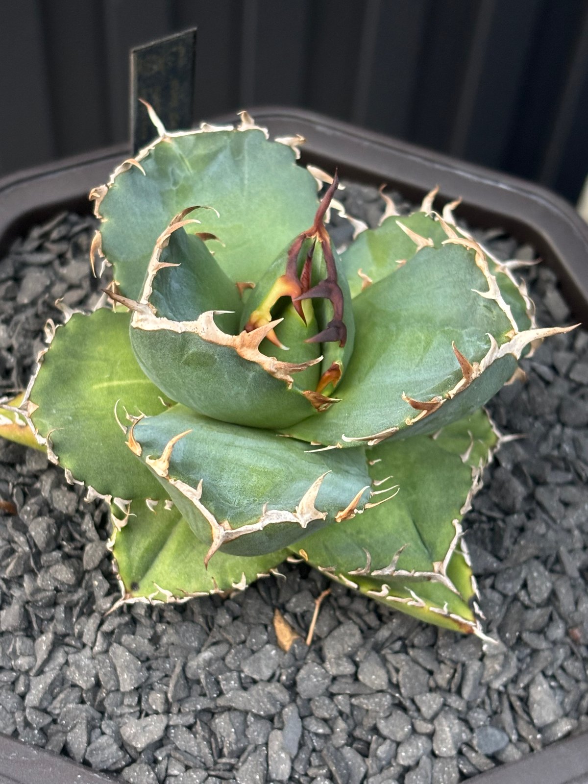 Agave titanota