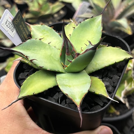 屈原の舞扇 | STORES