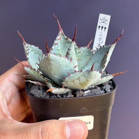 屈原の舞扇 | STORES