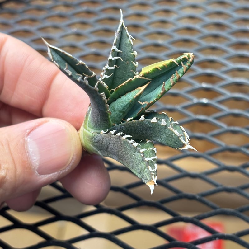Berlin産】Agave titanota
