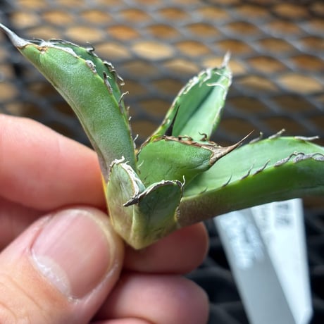 【Berlin産】Agave titanota"雷虎1