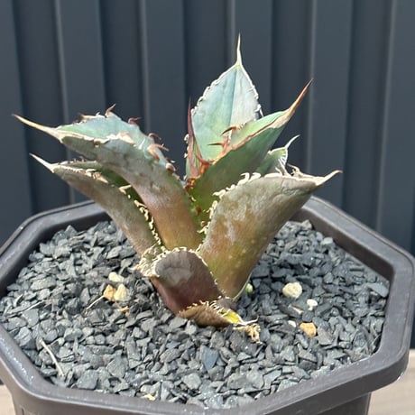 Agave titanota"大鋼牙　子株1092