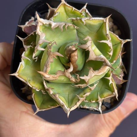 【特別SALE中】台湾趣味家産　Agave titanota"清櫻