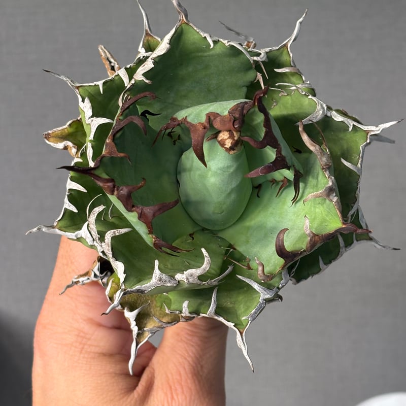 Agave titanota