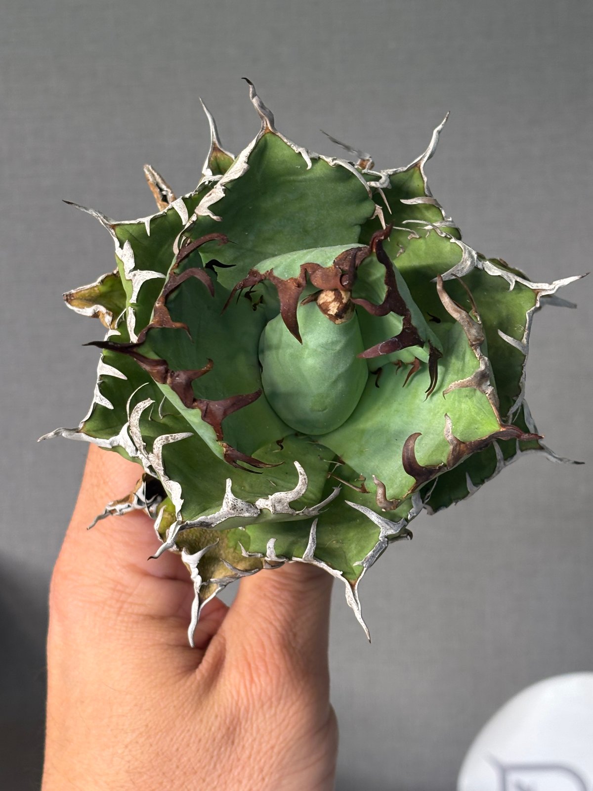 Agave titanota (アガベ)Dennis045 Agave titanota