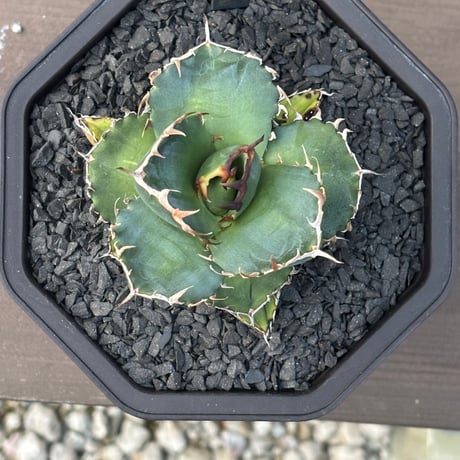 Agave titanota"no name 1567