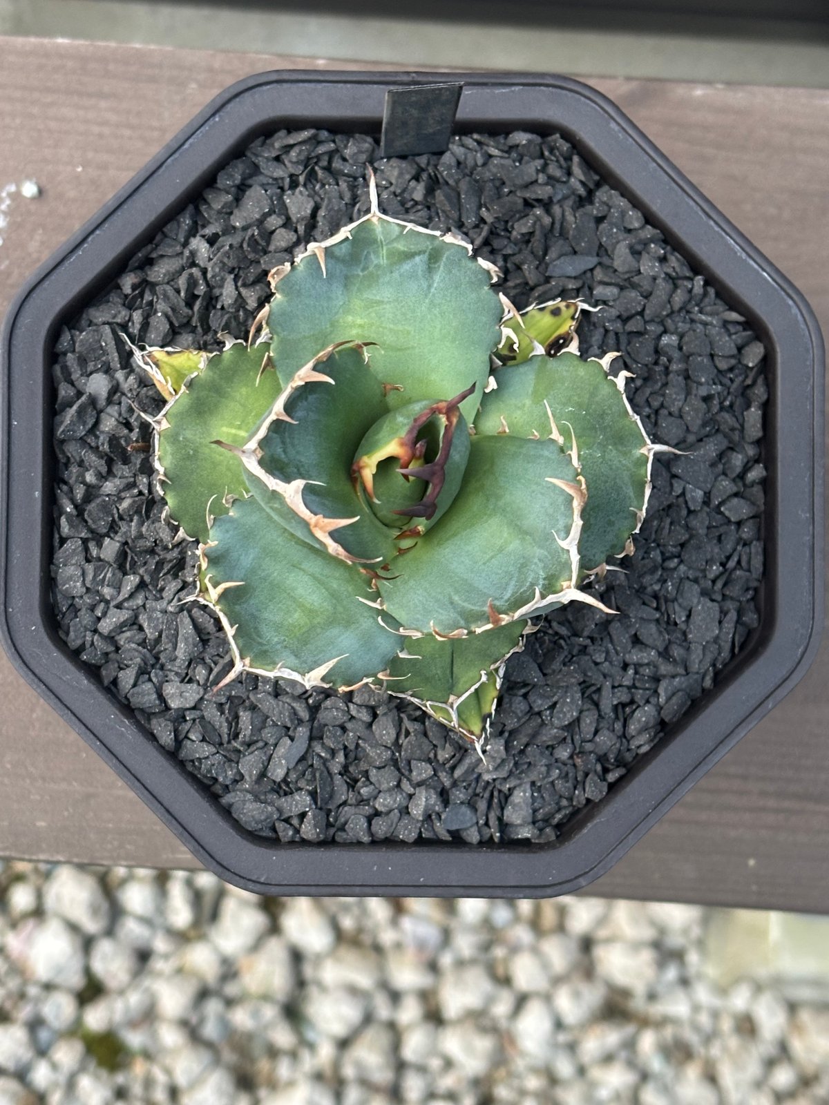 アガベ AGAVE TITANOTA Netherland No Name Agave titanota