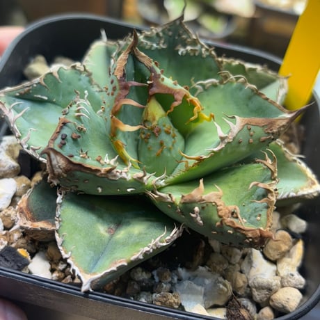 アガベ麻花龍 | STORES