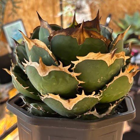 【特別SALE中】GALAXY産　Agave titanota"battle Axe