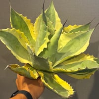 【特別SALE中】Agave ovatifolia variegated ‘ORCA’