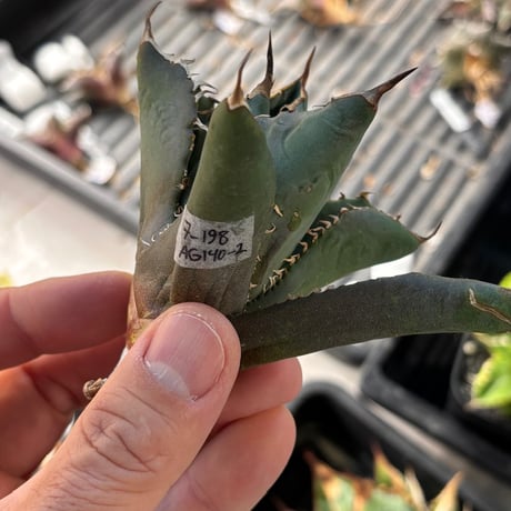 【特別SALE中】GALAXY産　Agave titanota"AG140（7-198-2）