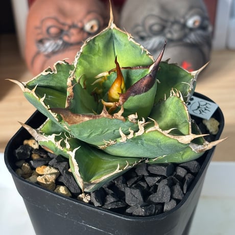 Agave titanota"Dennis051