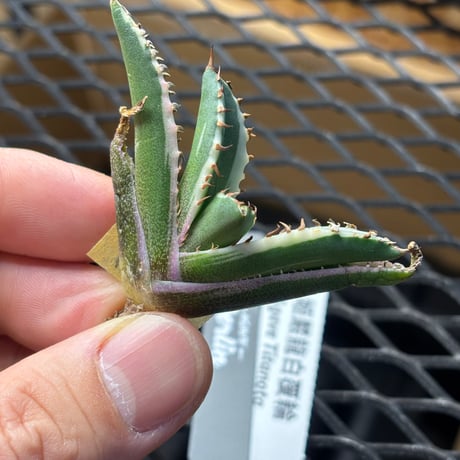 【Berlin産】Agave titanota"姫厳龍白覆輪1