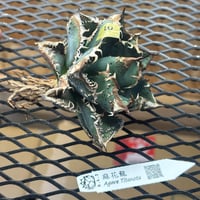 【特別SALE】BLJ産　Agave titanota"麻花龍3