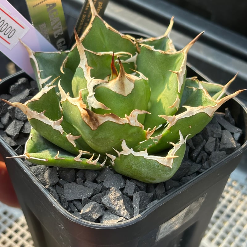 速達【鉢ごと発送】大特価　活着　REZA産　アガベ　Nova ノヴァ 速達【鉢ごと発送】大特価 活着 REZA産 アガベ Nova ノヴァ