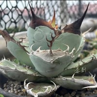 【特別SALE中】毒刺産　 Agave titanota"BJ