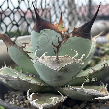 悪魔くん | STORES