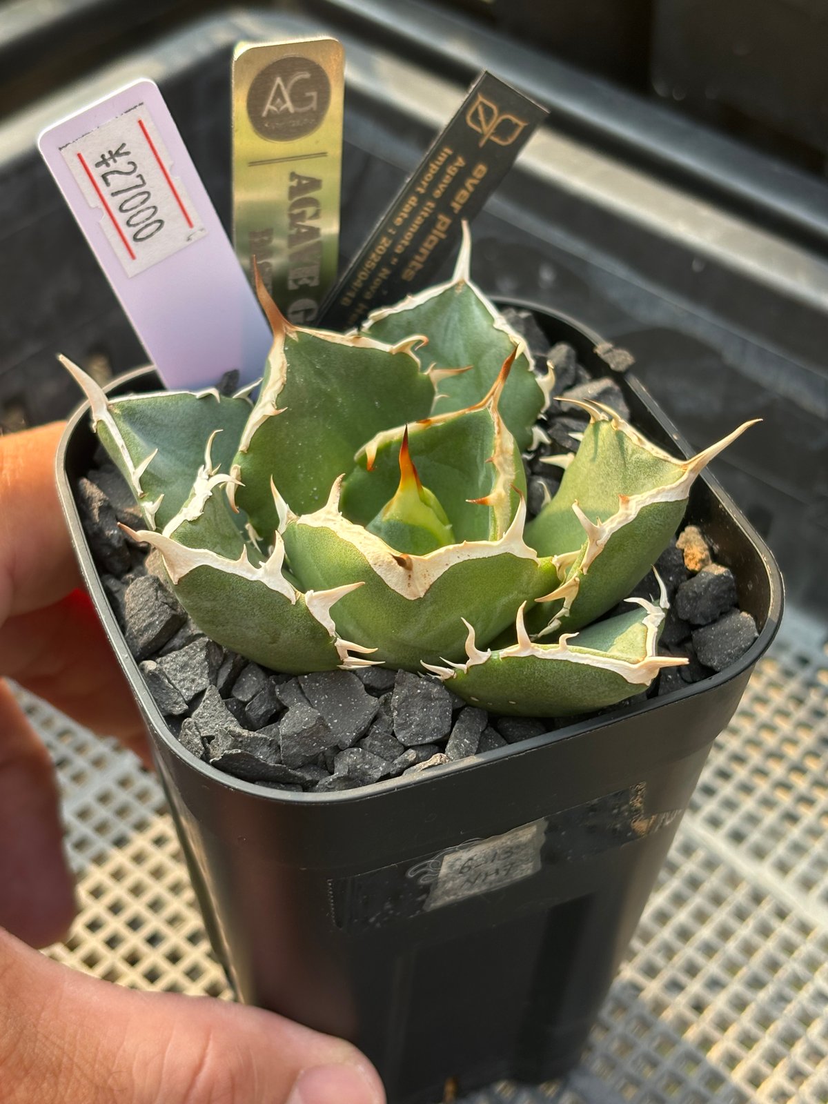 Agave titanota