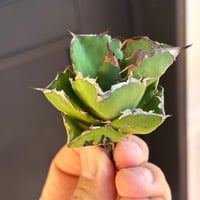 【特別SALE中】BLJ産　Agave titanota"貔貅