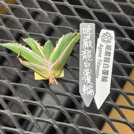 【Berlin産】Agave titanota"姫厳龍白覆輪1
