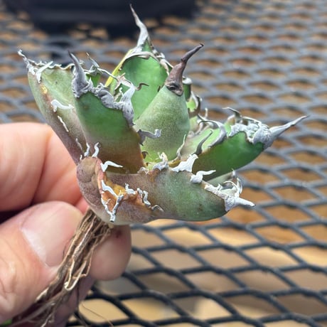 【特別SALE中】Berlin産　Agave titanota" caesar3