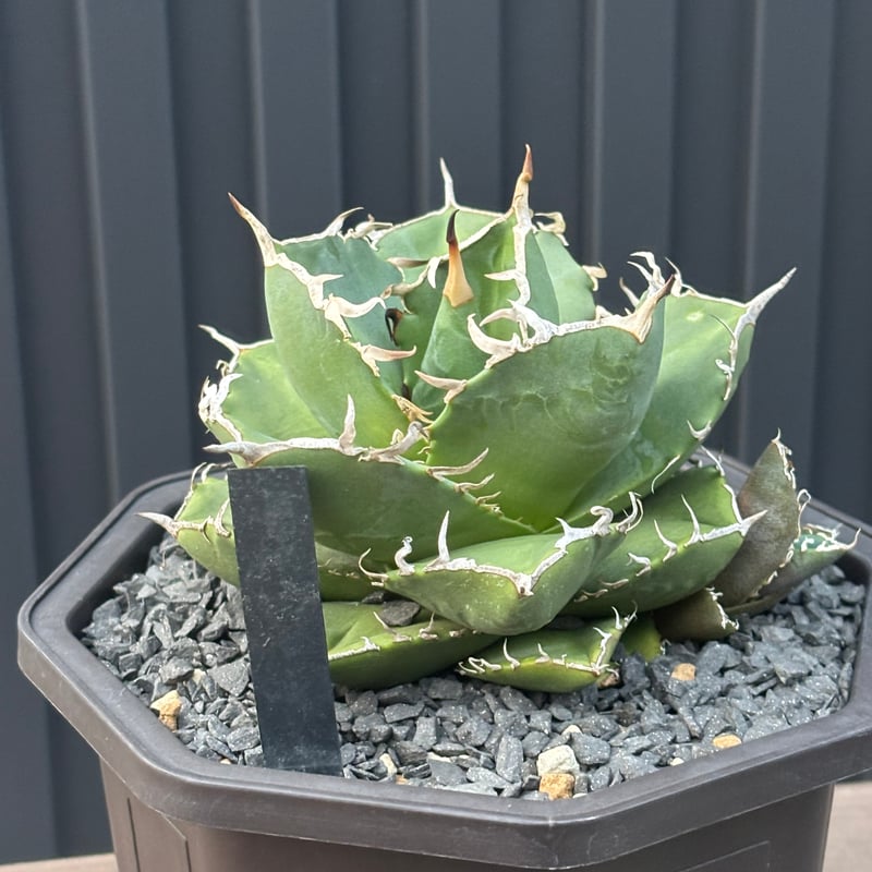 Agave titanota