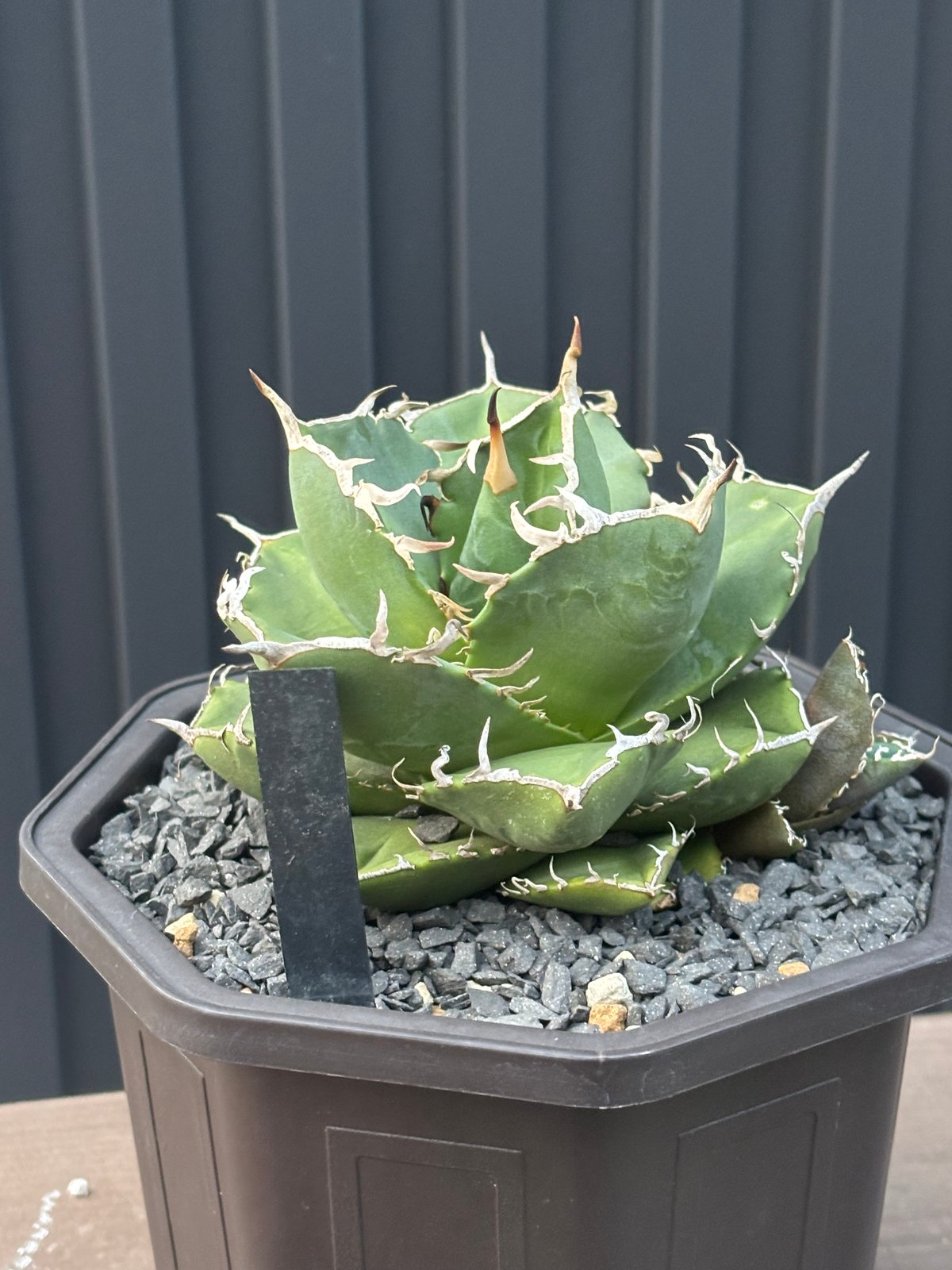 Agave titanota