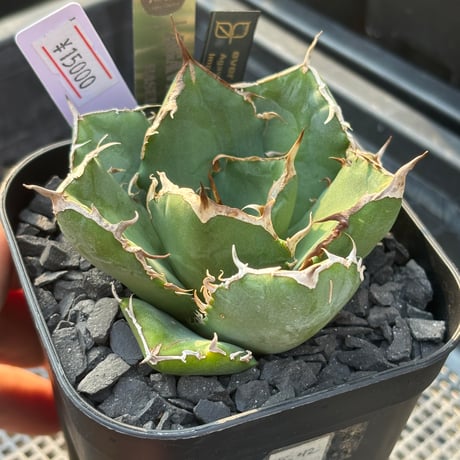 CATEGORY アガベ | ever_plants