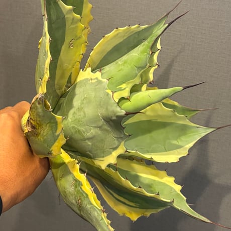 【特別SALE中】Agave ovatifolia variegated ‘ORCA’