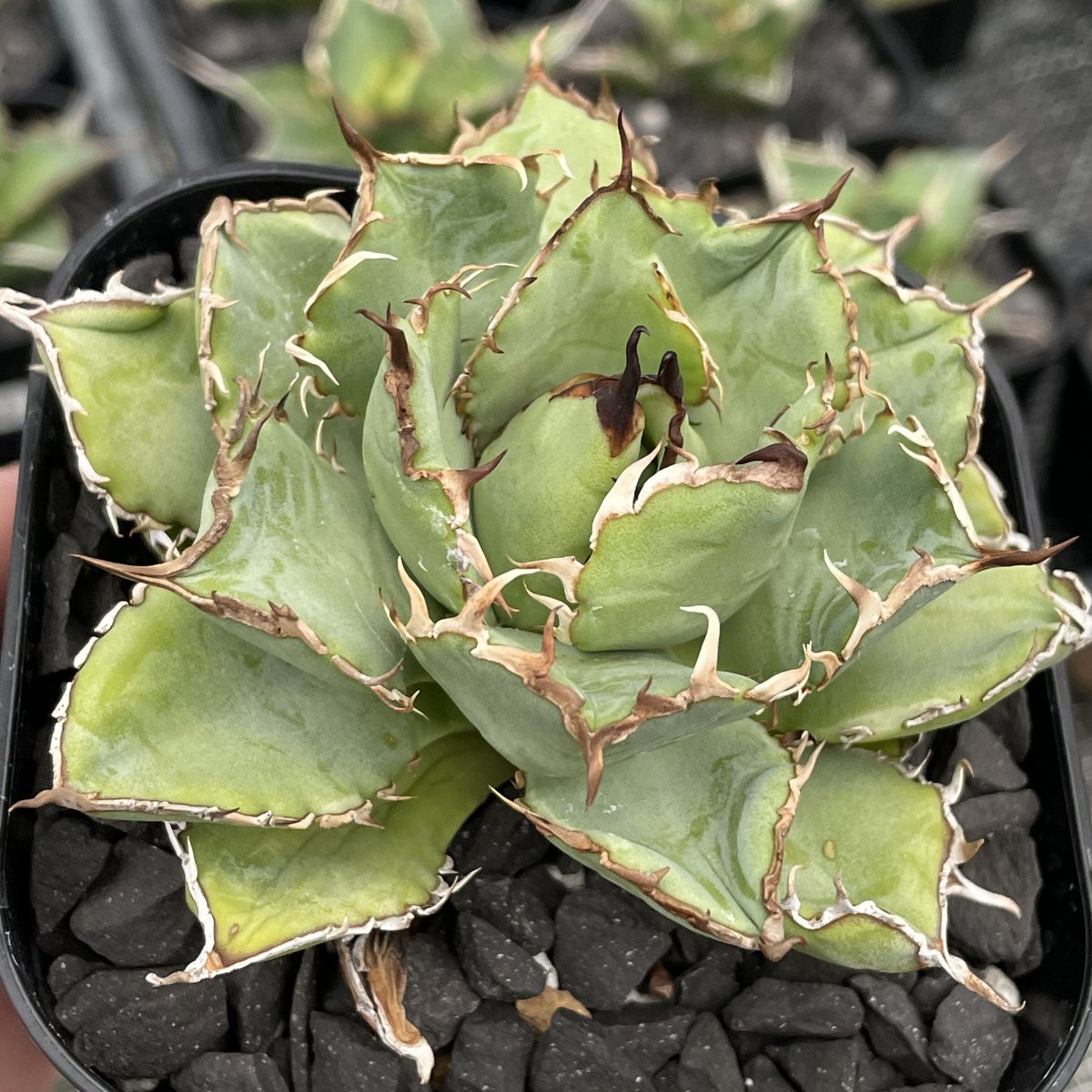 Agave titanota