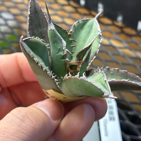 【Berlin産】Agave titanota"緑幽霊1