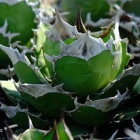 初売りSALE】Berlin産 Agave titanota