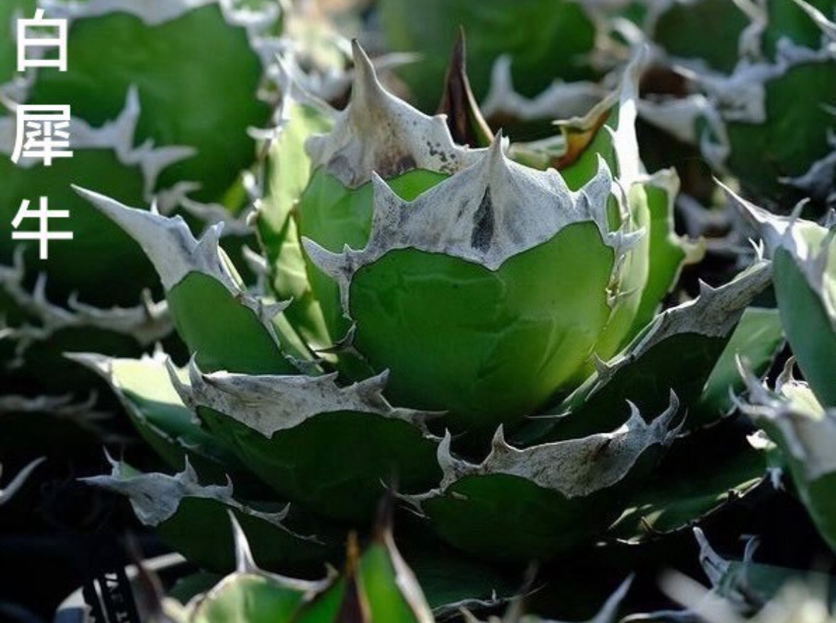 特別SALE中】Berlin産 Agave titanota