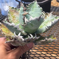 【Berlin産】Agave titanota"獅毛1
