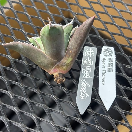 【Berlin産】Agave titanota"緑幽霊1