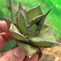 Agave  titanota"seeding