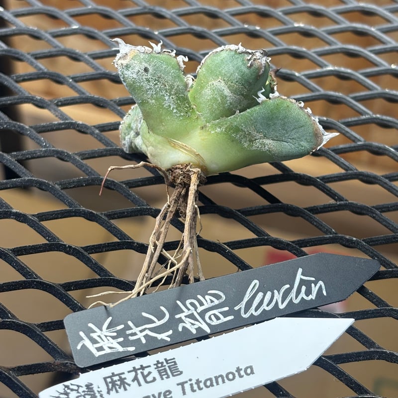 Berlin産】Agave titanota