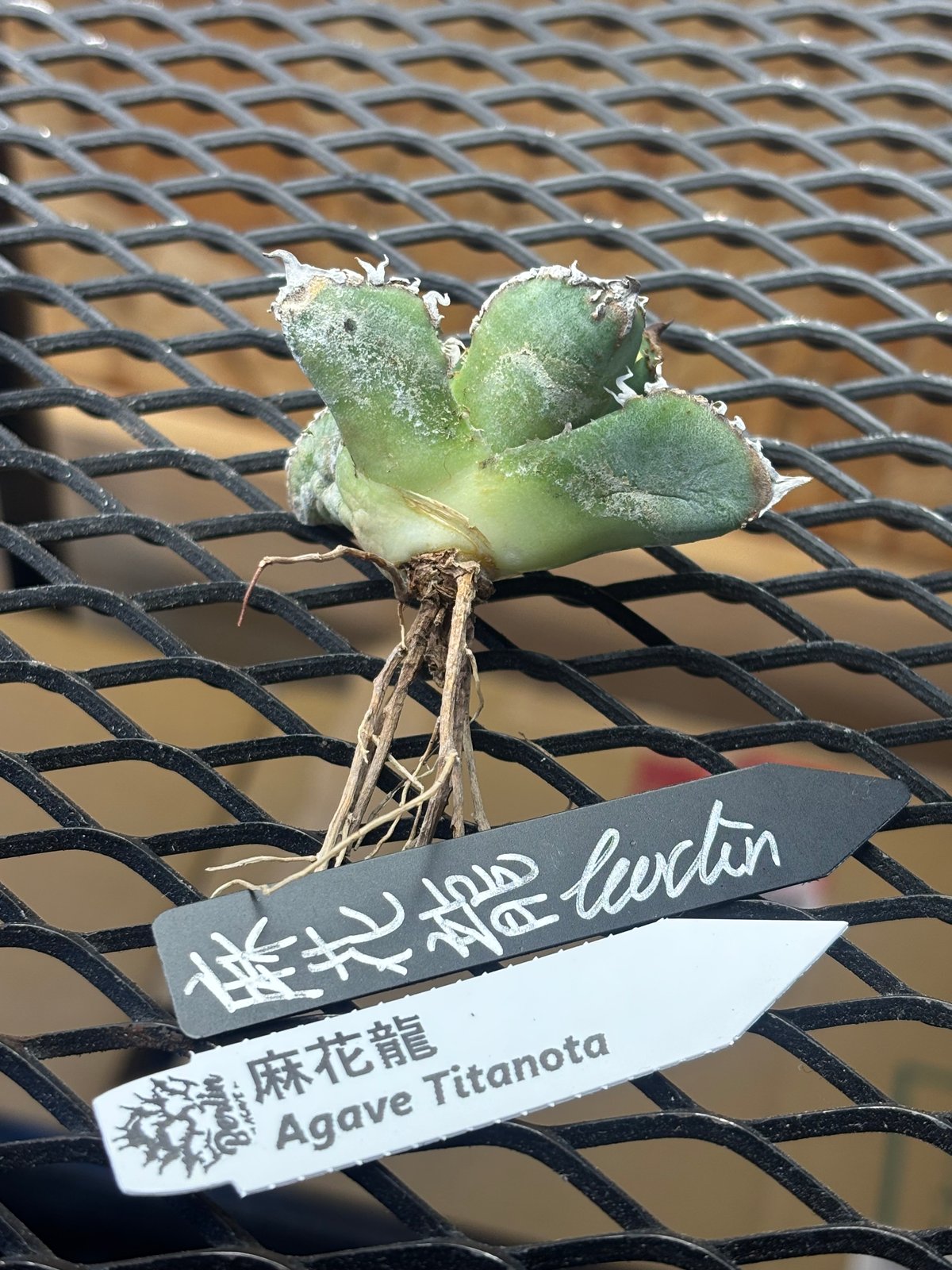Berlin産】Agave titanota