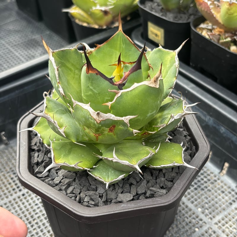 Agave titanota