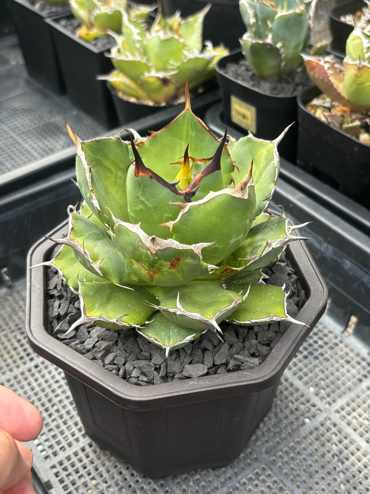 Agave titanota