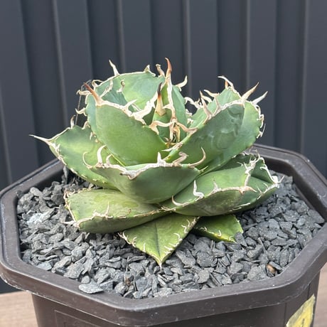 Agave titanota"no name1559