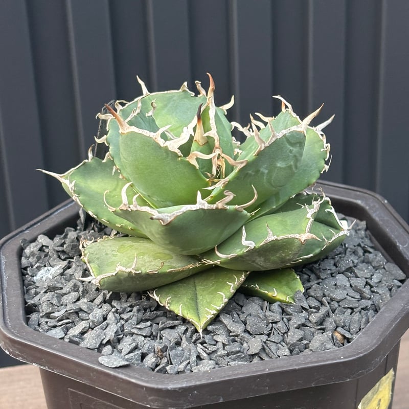 Agave titanota